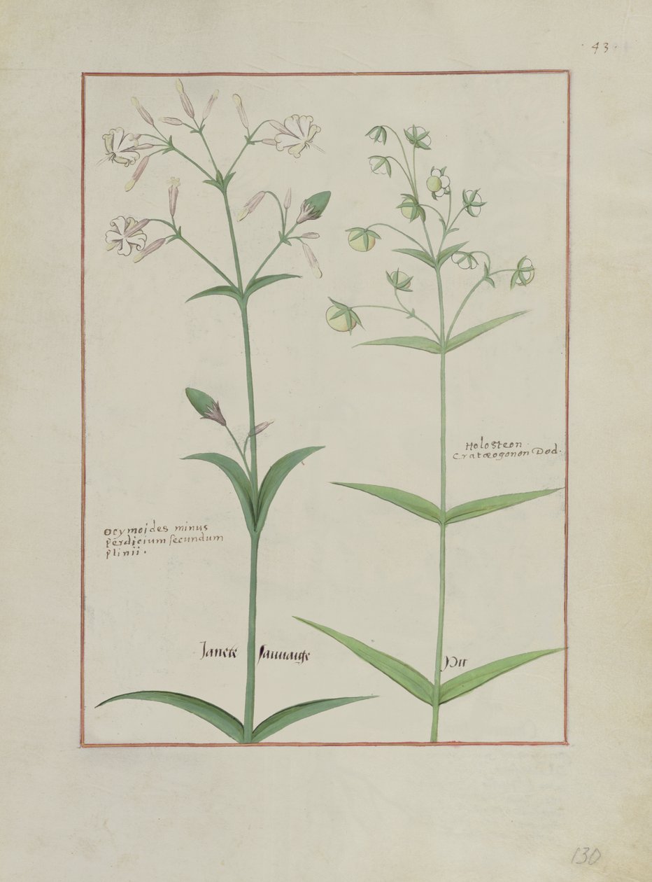 Illustration du Livre des simples médecines par Mattheaus Platearius, c.1470 - Robinet Testard