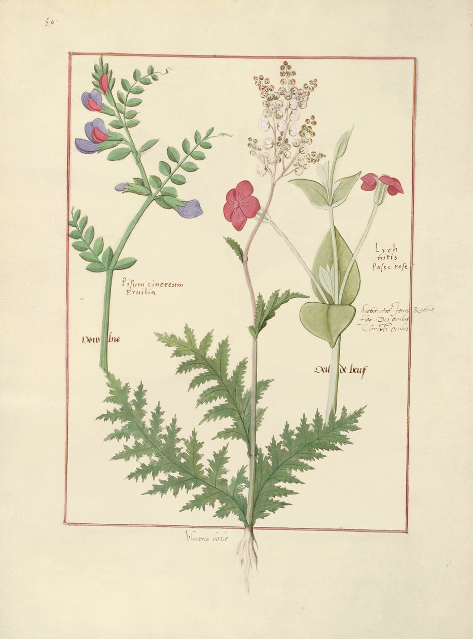 Illustration du Livre des simples médecines par Mattheaus Platearius - Robinet Testard