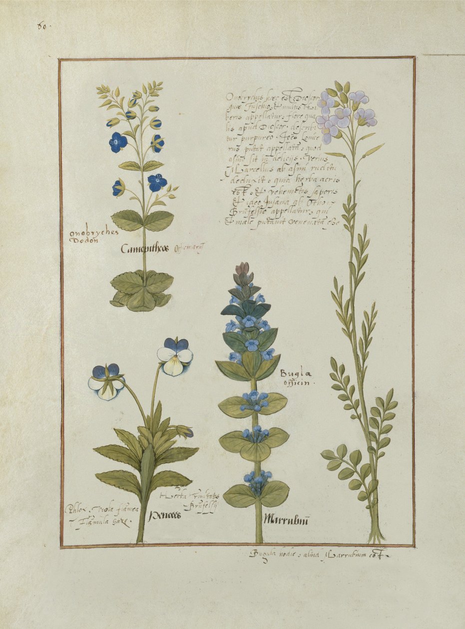 Illustration du Livre des simples médecines par Mattheaus Platearius, c.1470 - Robinet Testard