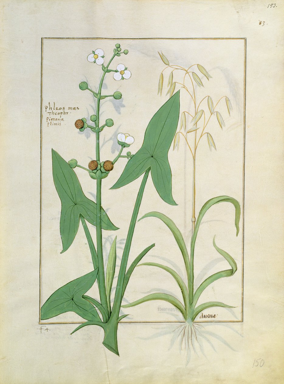 Illustration du Livre des simples médecines par Mattheaus Platearius 153r - Robinet Testard