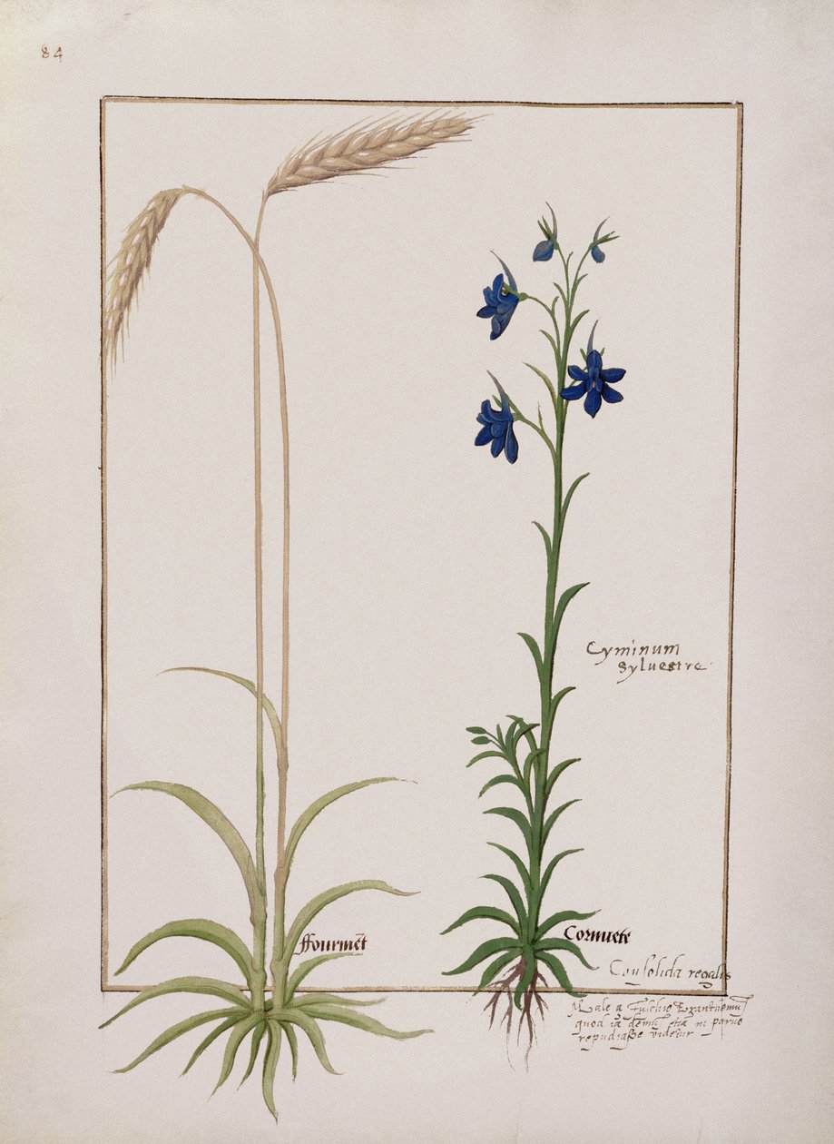 Épi de maïs et Cyminum Sylvestre, illustration du Livre des simples médecines par Mattheaus Platearius, c.1470 - Robinet Testard