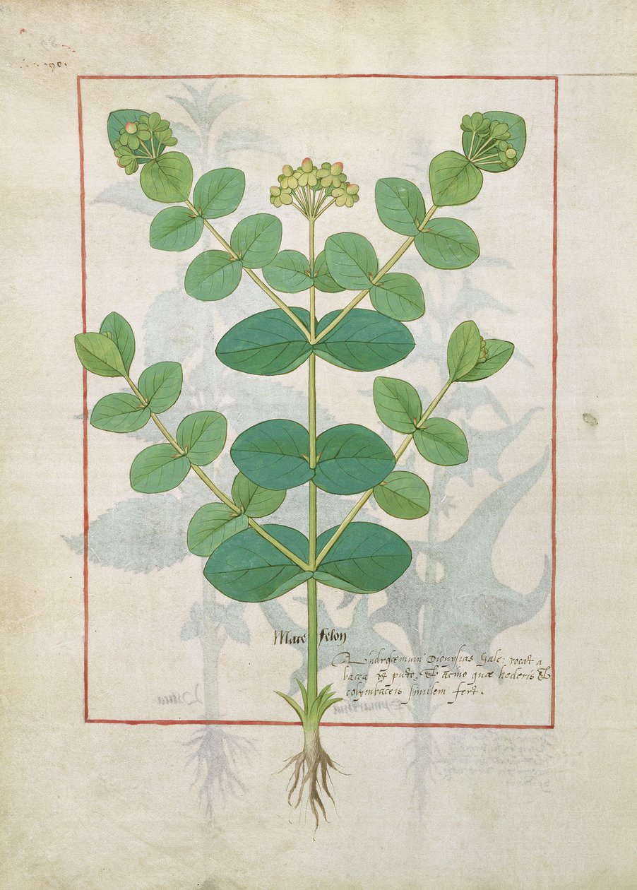 Fleur, illustration du Livre des simples médecines par Mattheaus Platearius 156 - Robinet Testard