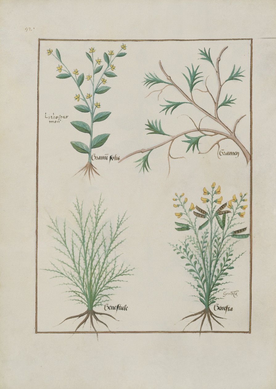Illustration du Livre des simples médecines par Mattheaus Platearius, c.1470 - Robinet Testard