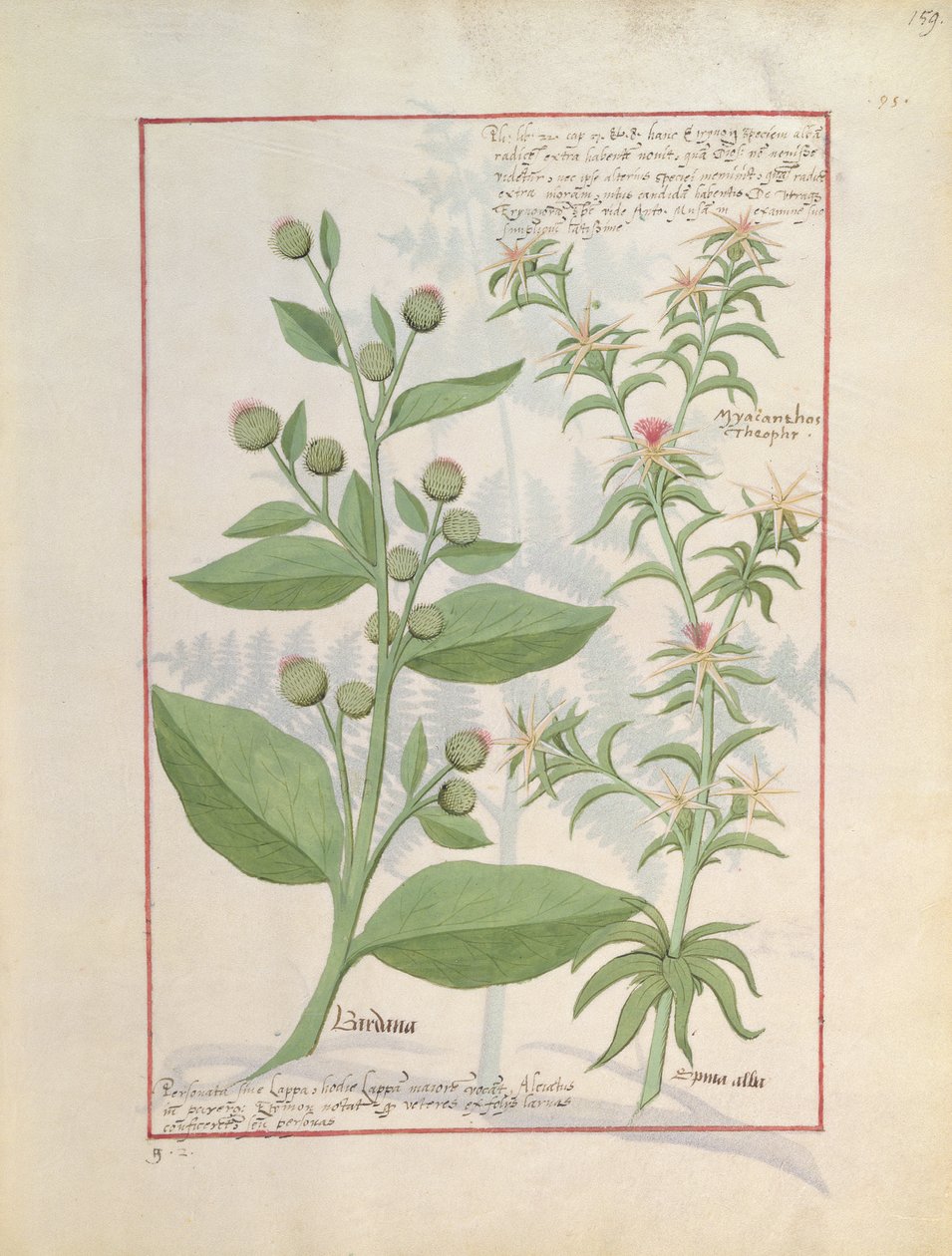 Illustration du Livre des simples médecines par Mattheaus Platearius - Robinet Testard