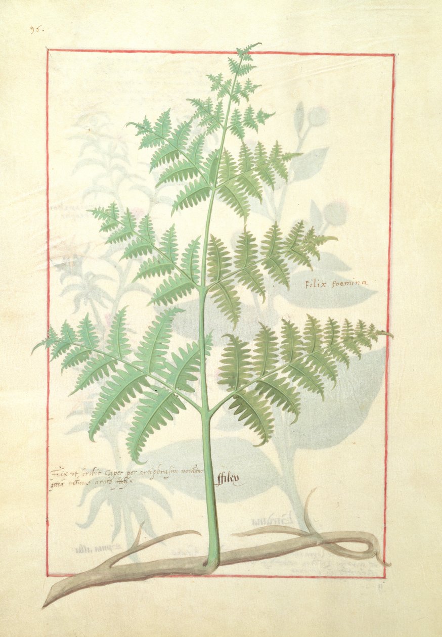 Illustration du 