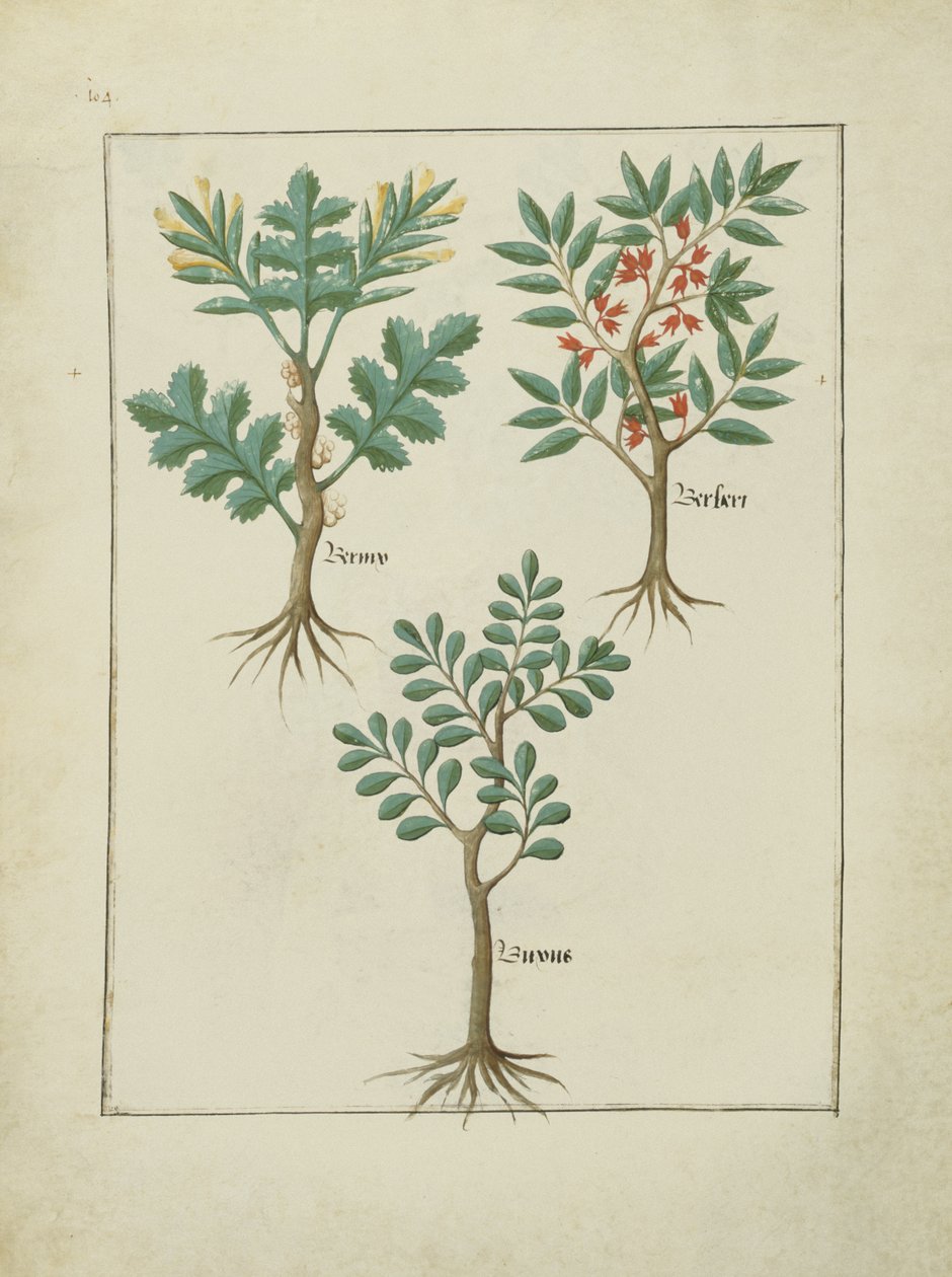 Illustration du Livre des Simples Médecines par Mattheaus Platearius (d.c.1161) c.1470 - Robinet Testard