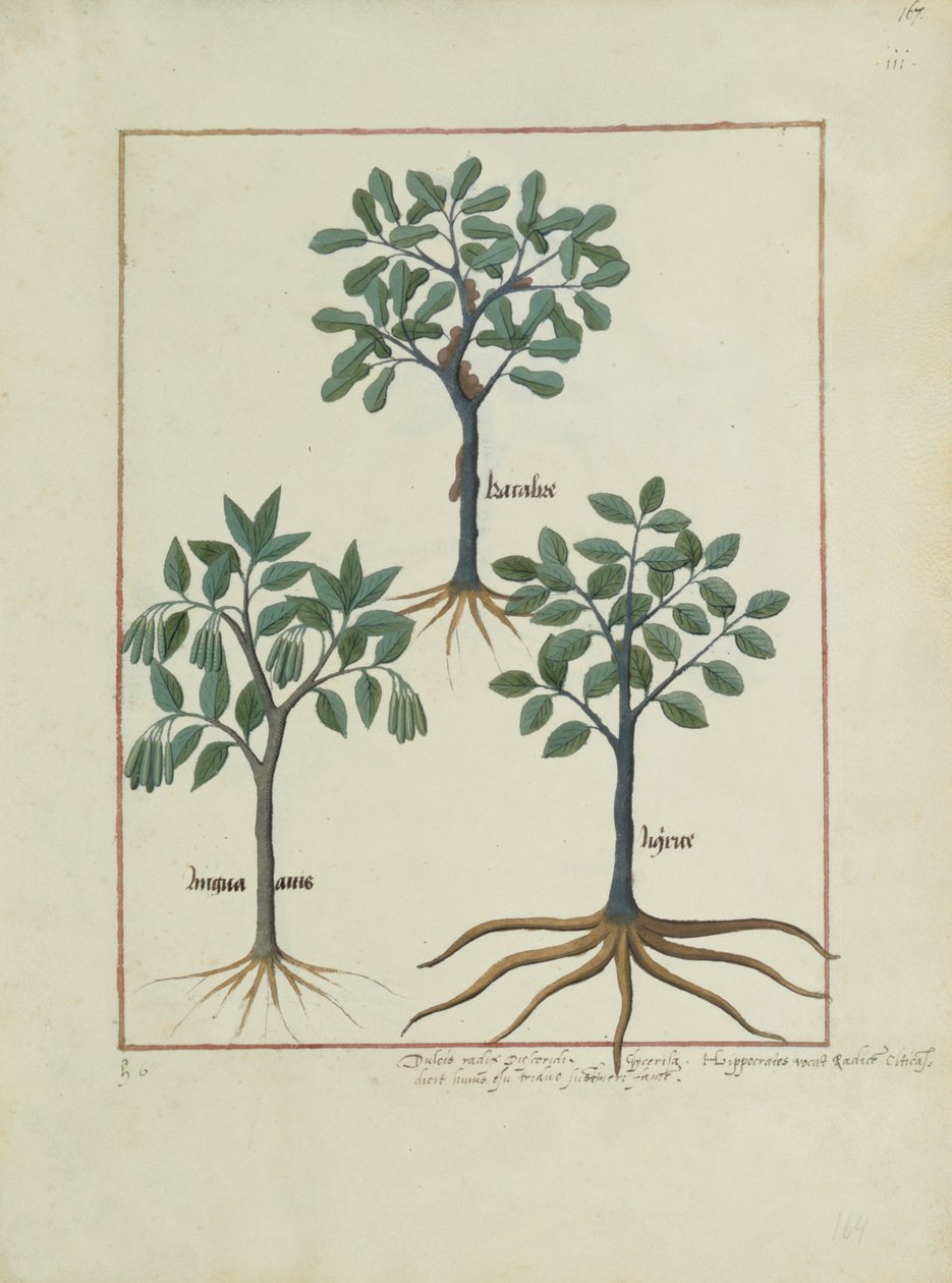 Illustration du Livre des Simples Médecines par Mattheaus Platearius (d.c.1161) c.1470 - Robinet Testard