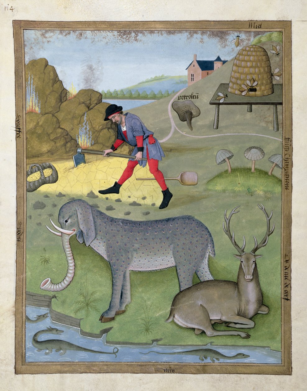 Illustration du Livre des simples médecines par Mattheaus Platearius 168v - Robinet Testard