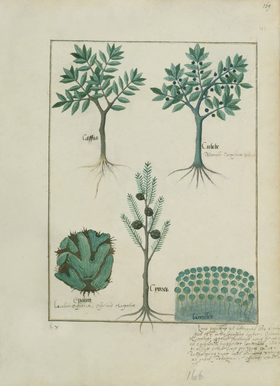 Illustration du Livre des Simples Médecines par Mattheaus Platearius (d.c.1161) c.1470 - Robinet Testard