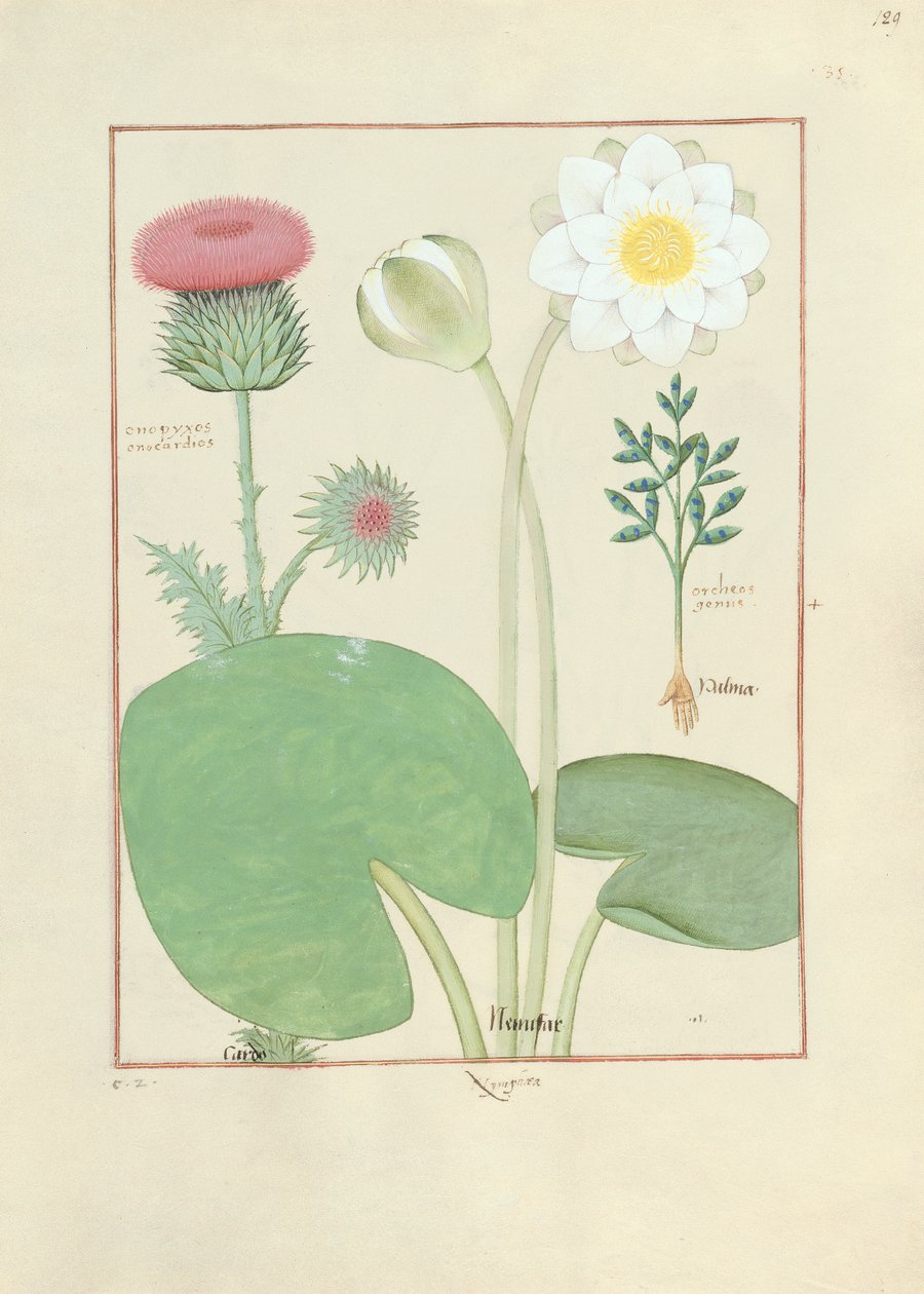 Chardon plumeux, nénuphar et ricin, illustration de 