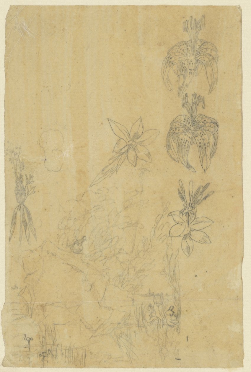 Études de fleurs et femmes se baignant - Rodolphe Bresdin