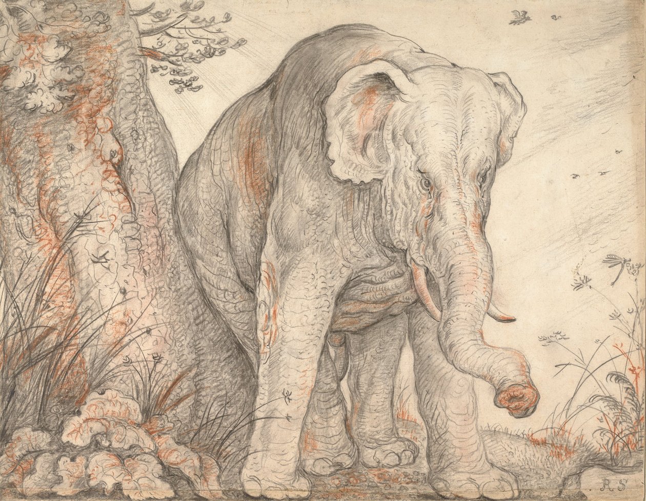 Un éléphant se frottant contre un arbre, c. 1608-1612 - Roelant Saverij