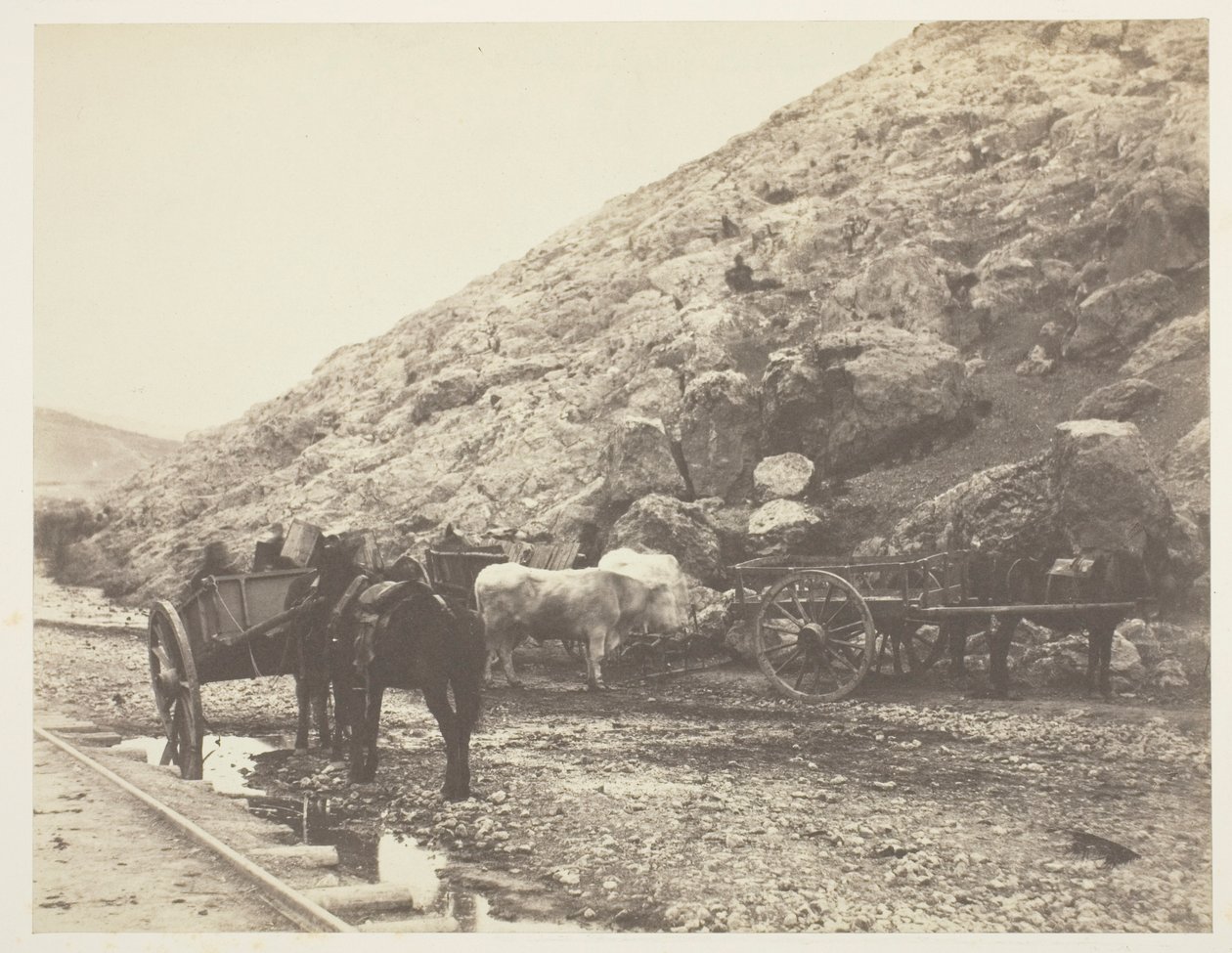 Bétail et charrettes, quittant Balaklava - Roger Fenton