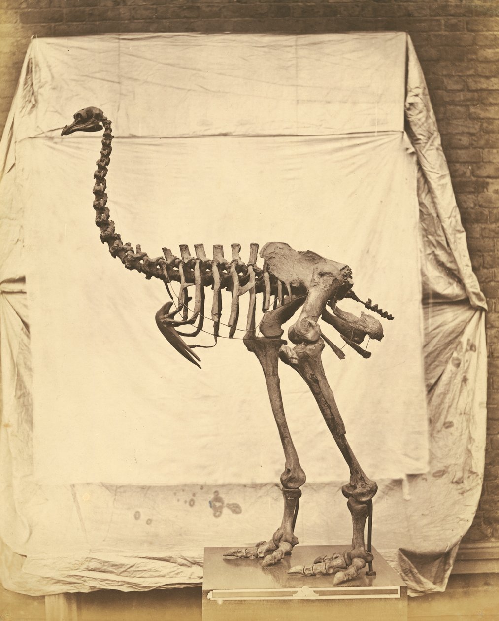 Dinornis Elephantopus Dinosaure - Roger Fenton