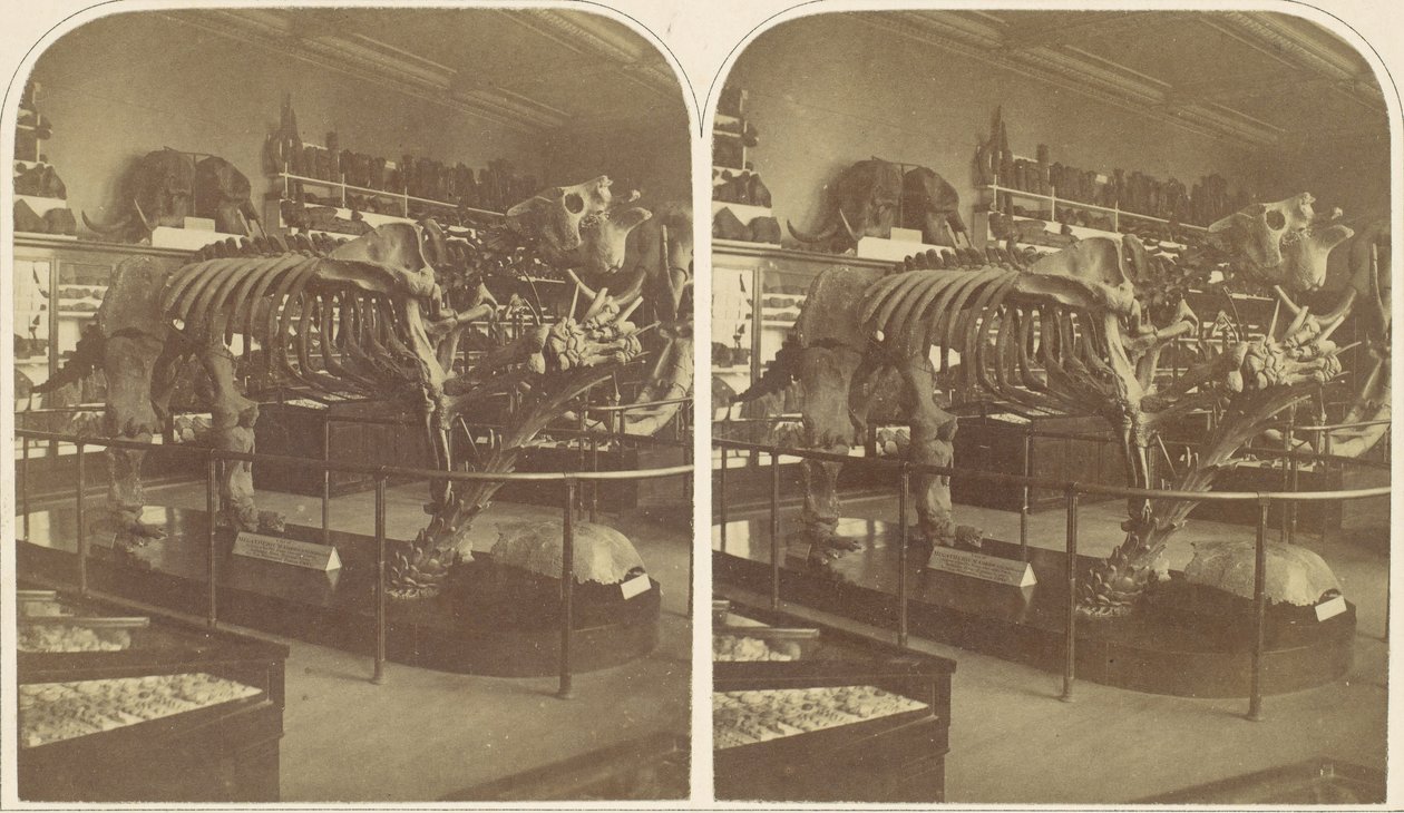 Le Mégathérium, British Museum - Roger Fenton
