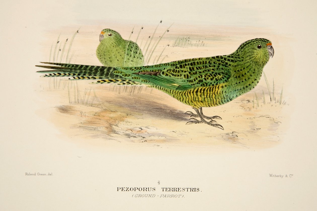 Perroquet terrestre, gravure colorée à la main - Roland Green
