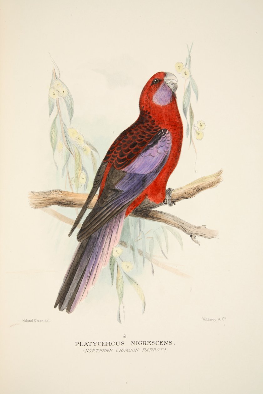 Perroquet cramoisi du Nord, pub. 1916, gravure coloriée à la main - Roland Green