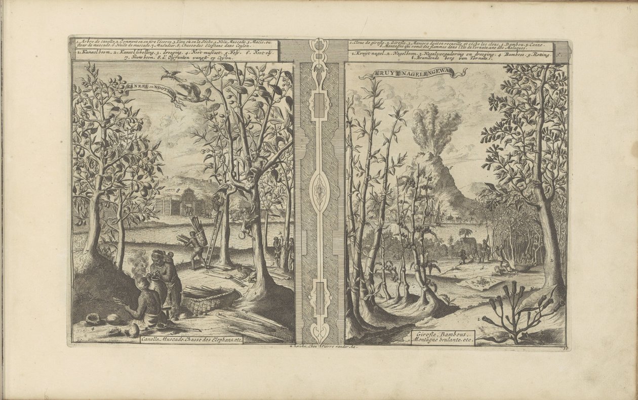 Cannelle, noix de muscade, clou de girofle et bambou - Romeyn de Hooghe