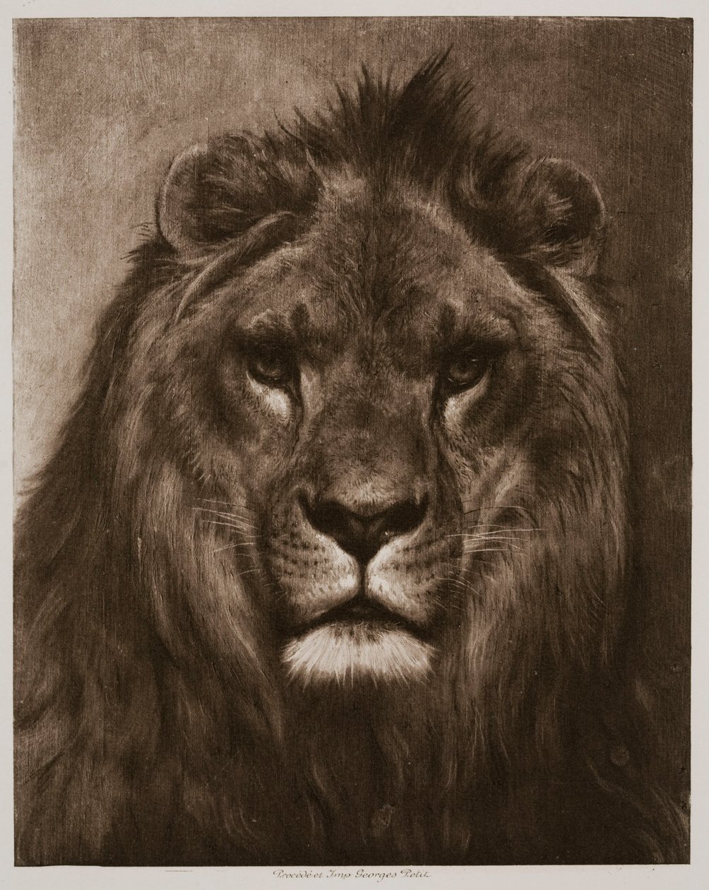 Lion - Rosa Bonheur