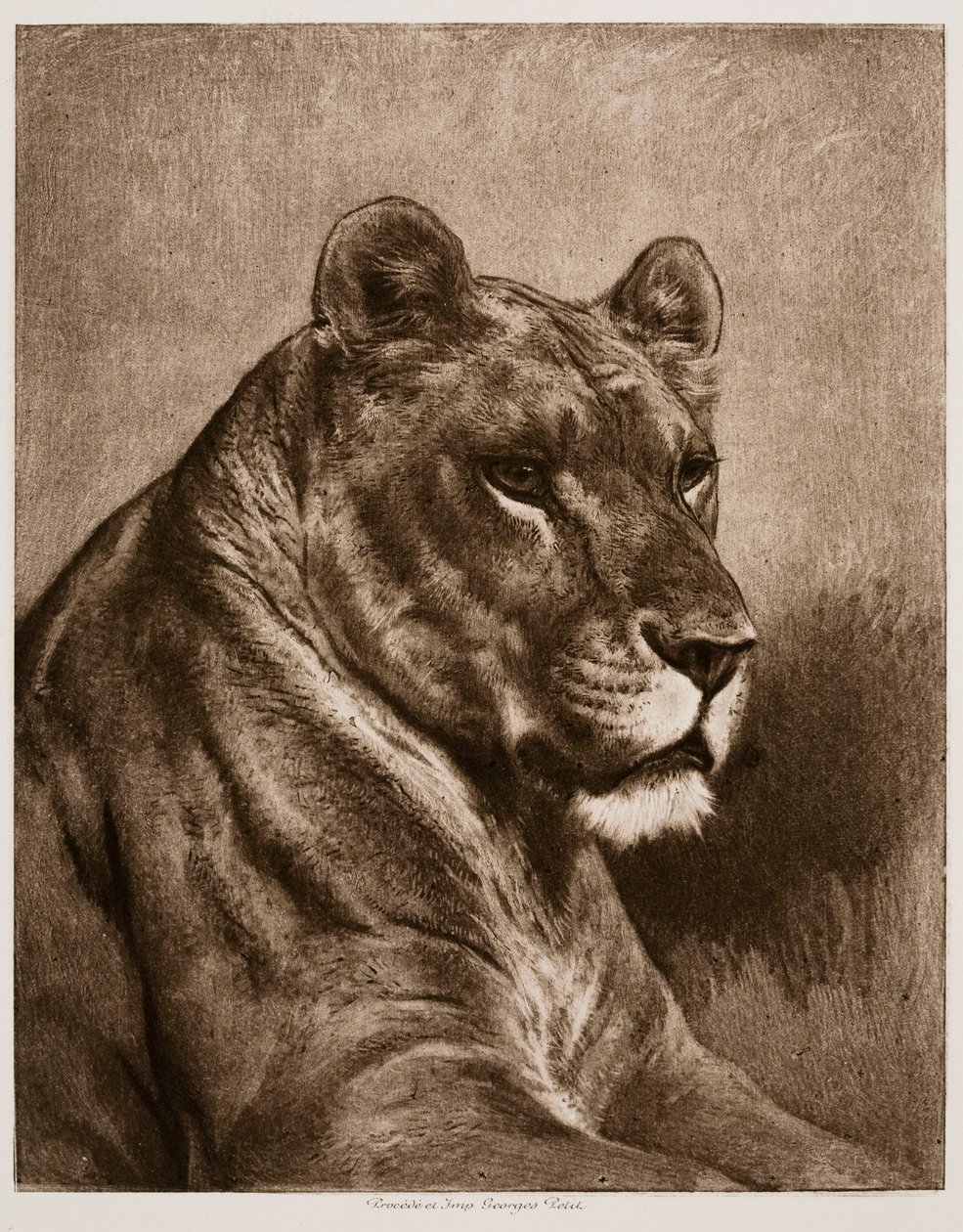 Lionne - Rosa Bonheur