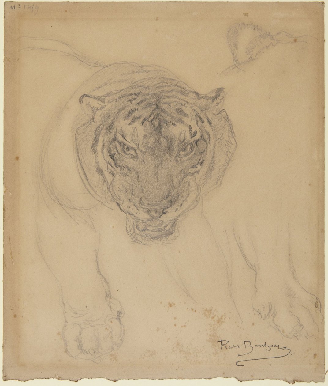 Tigre, avec esquisse d