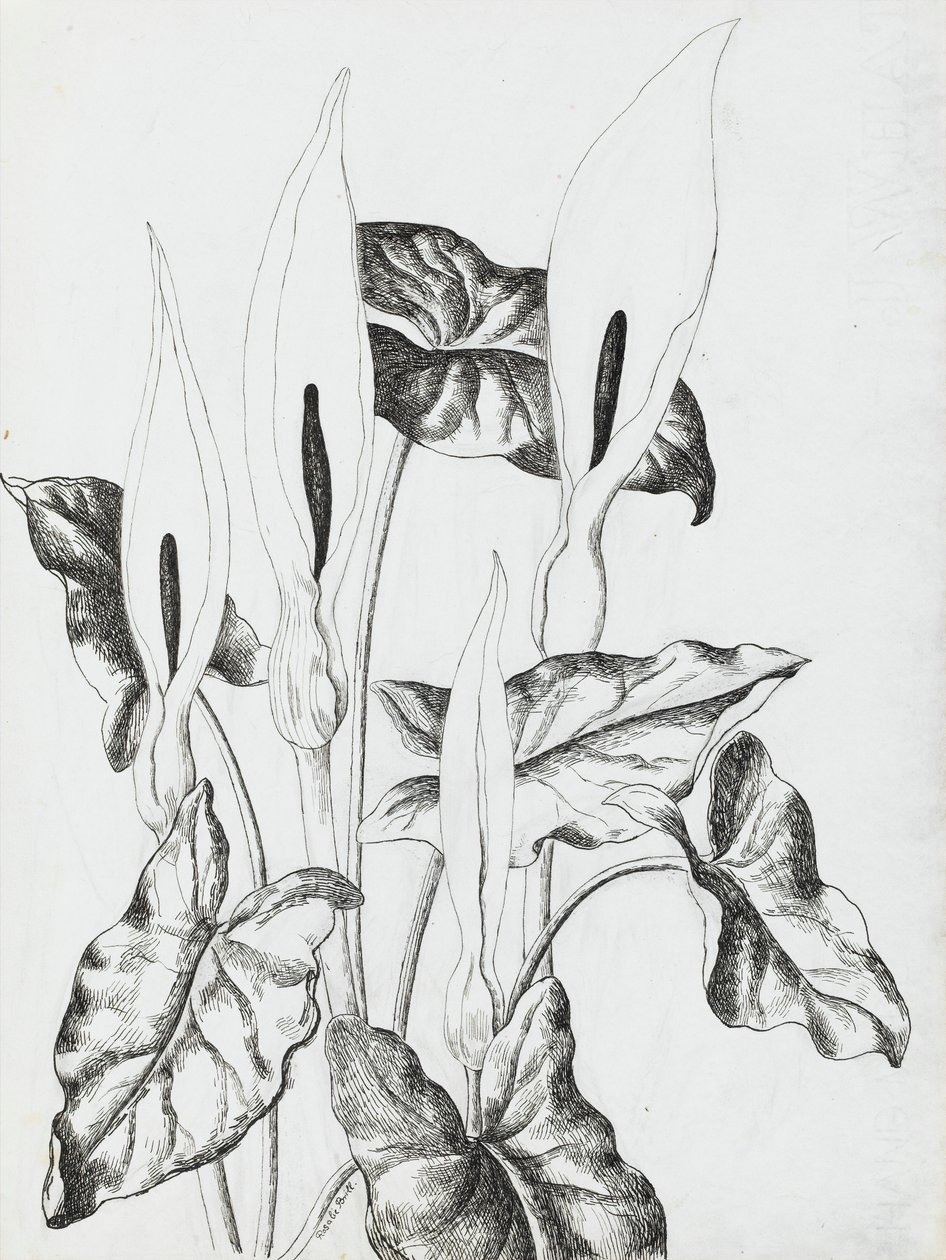 Arums - Rosalie Brill