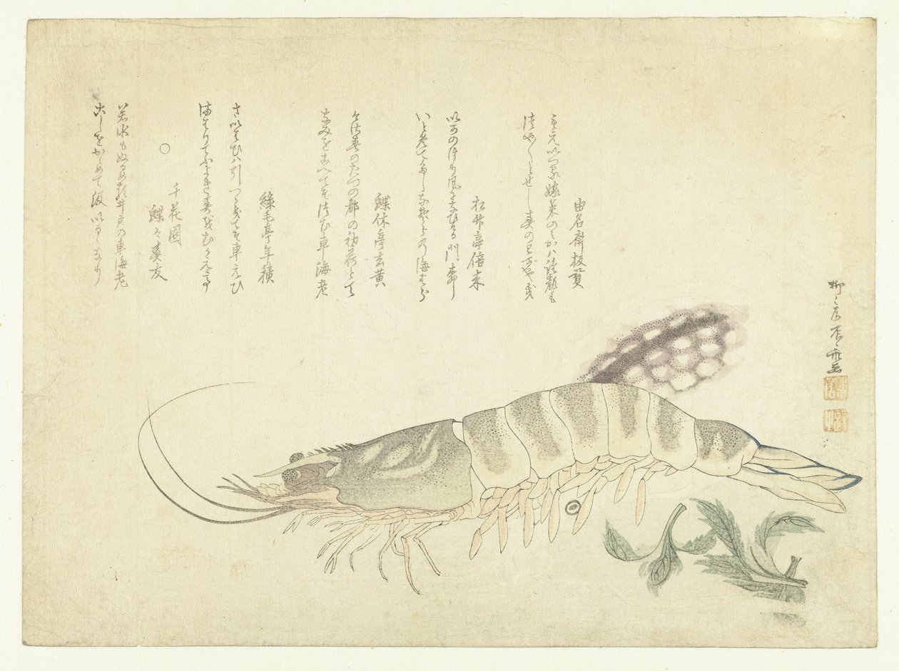 Écrevisse et seiche - Ryuryukyo Shinsai