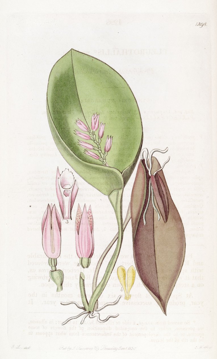 Acianthera prolifera - S. Watts