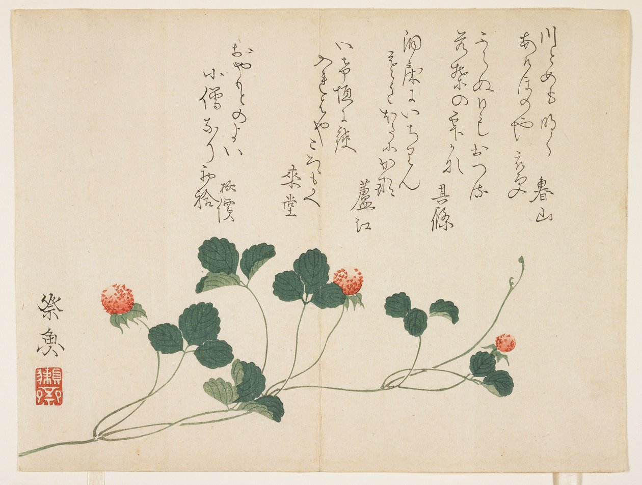 Framboises - Saigyo