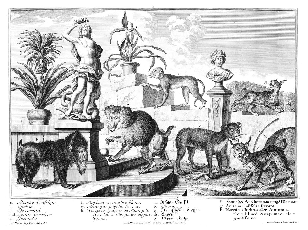 Singes et chats sauvages - Salomon Kleiner