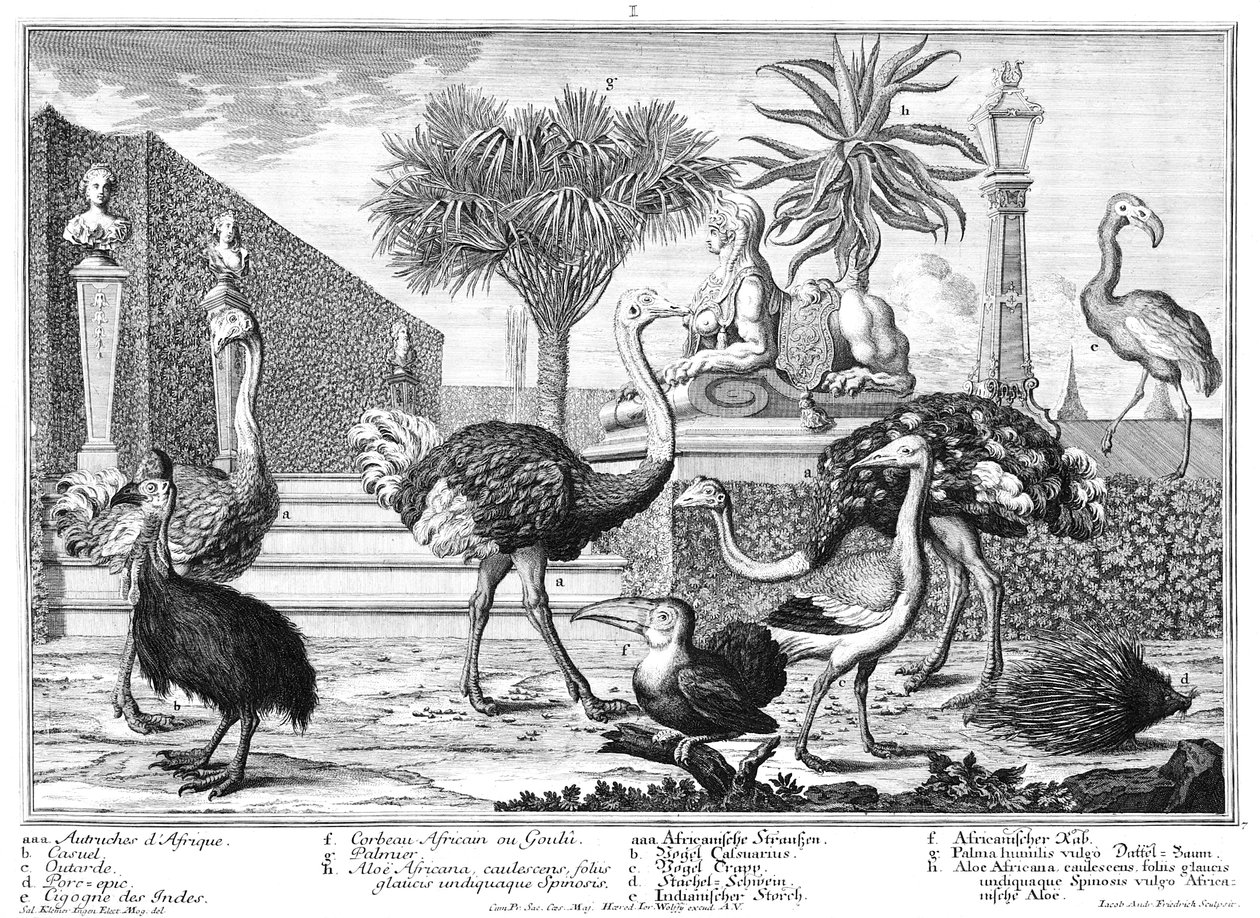 Autruche, casoar, porc-épic - Salomon Kleiner