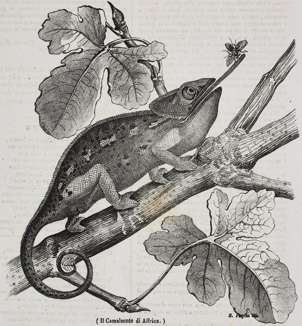 Caméléon africain, lithographie de Salvatore Puglia de Poliorama Pittoresco, n 30, 4 mars - Salvatore Puglia