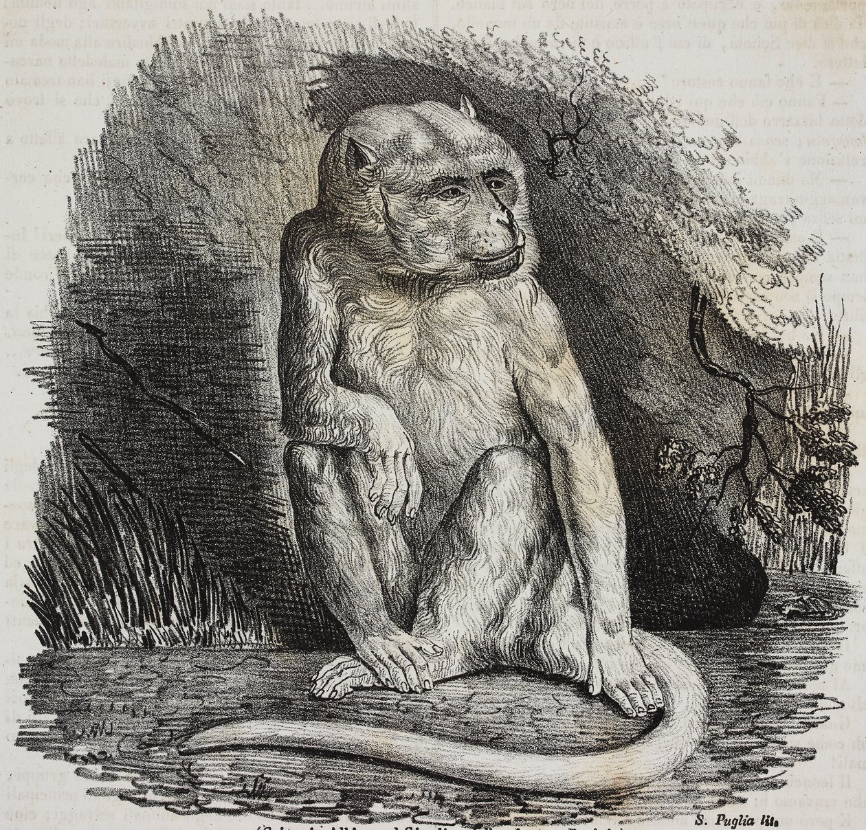 Singe albinos au Jardin des Plantes, jardin botanique de Paris, France, lithographie de Salvatore Puglia de Poliorama Pittoresco, n 23, 14 janvier - Salvatore Puglia
