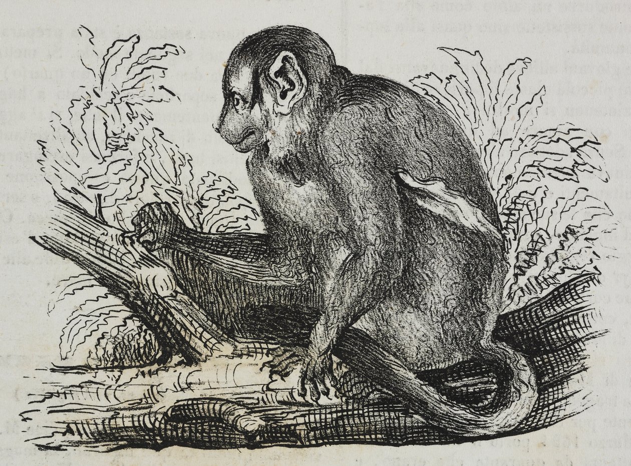 Singe nocturne douroucoulis (Aotus trivirgatus) - Salvatore Puglia