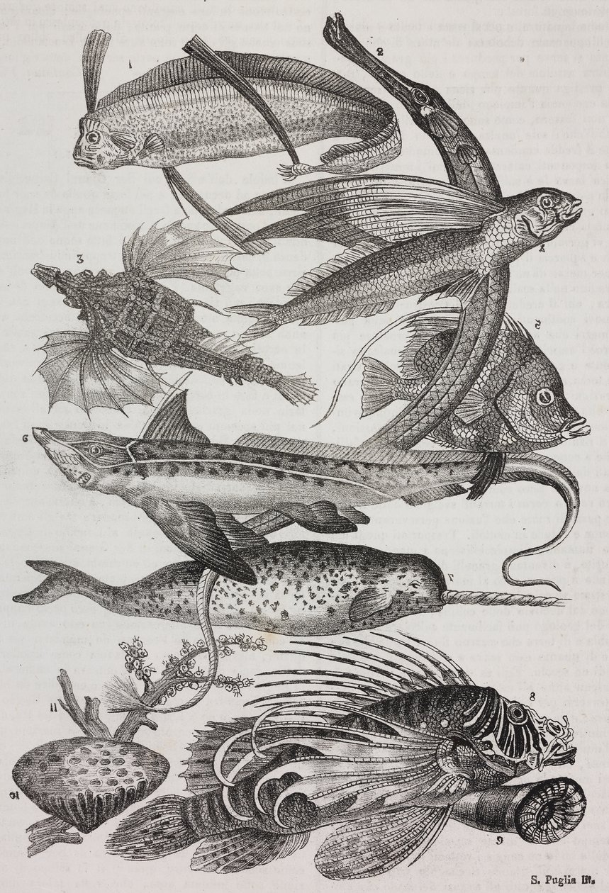 Créatures océaniques : 1 Dattiloftera, 2 Syngnathus, 3 Pégase, 4 Trachypterus, 5 Chaetodon, 6 Poisson-lapin, 7 Licorne (narval), 8 Ptéroides volants, 9 Attinia - Salvatore Puglia