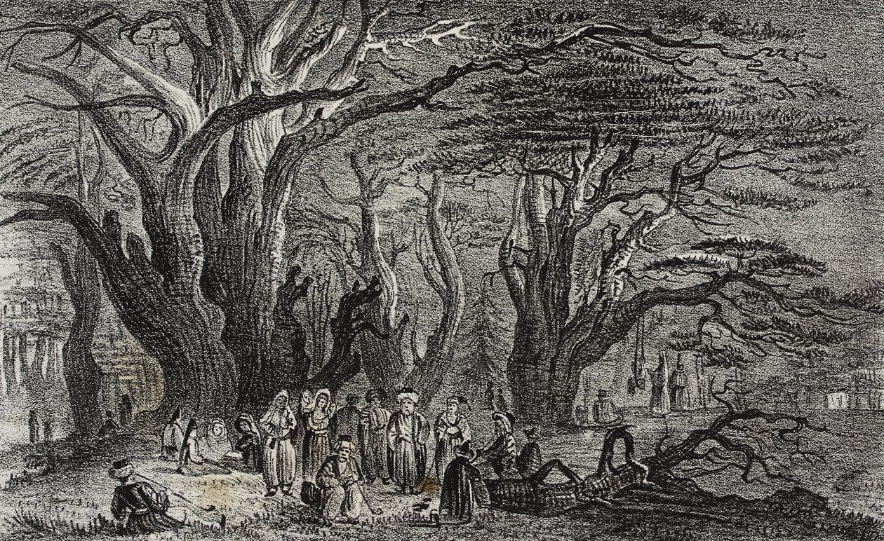 Vieux cèdres du Liban à Tyr, Liban, lithographie de Salvatore Puglia de Poliorama Pittoresco, n 25, 28 janvier - Salvatore Puglia