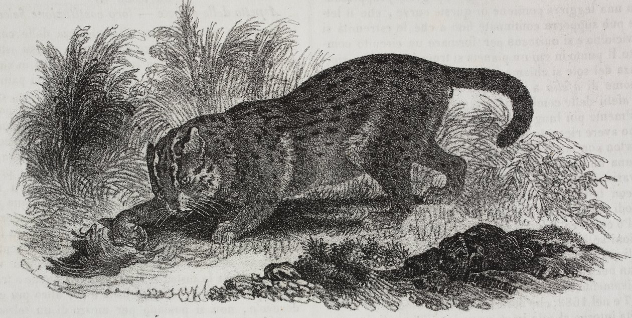 Chat de Sumatra, lithographie de Salvatore Puglia de Poliorama Pittoresco, n 47, 1er juillet - Salvatore Puglia