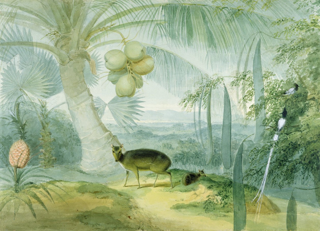 Un paysage à Ceylan, avec cerf aboyant et faon et une paire de gobemouches du paradis, vers 1808-11 - Samuel Daniell