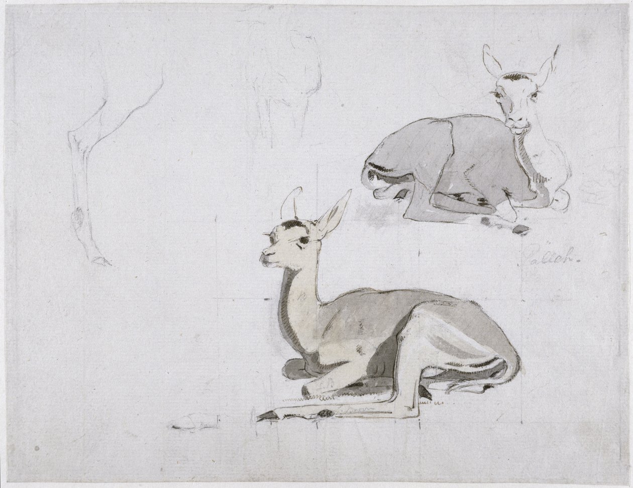 Études de jeunes cerfs Pallah se reposant, c.1802 - Samuel Daniell