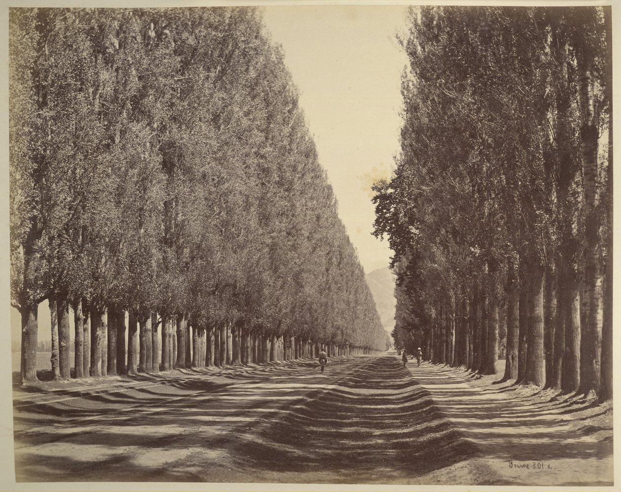 Une route bordée de peupliers, Cachemire - Samuel Bourne