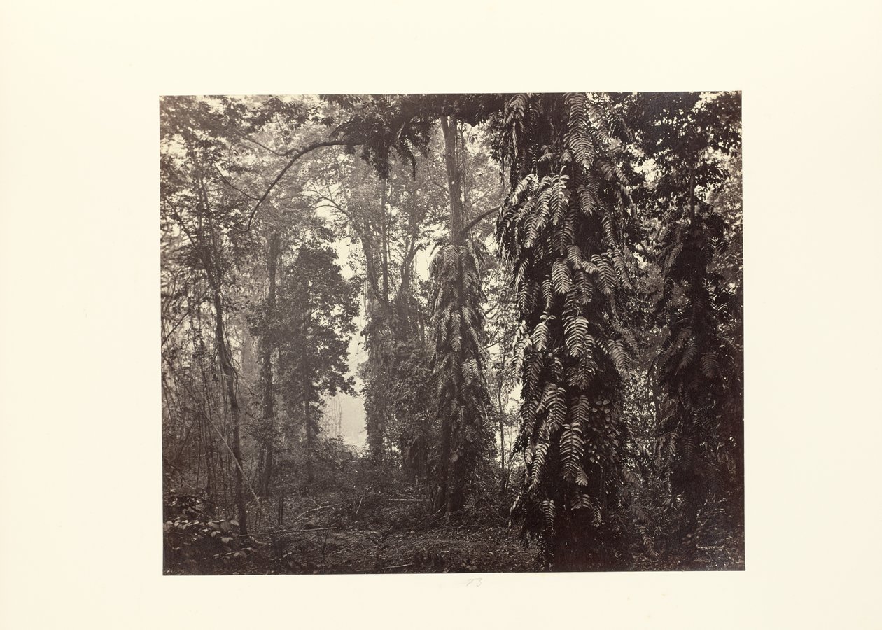 Darjeeling ; Creepers in the Forest below Ging (en anglais) - Samuel Bourne