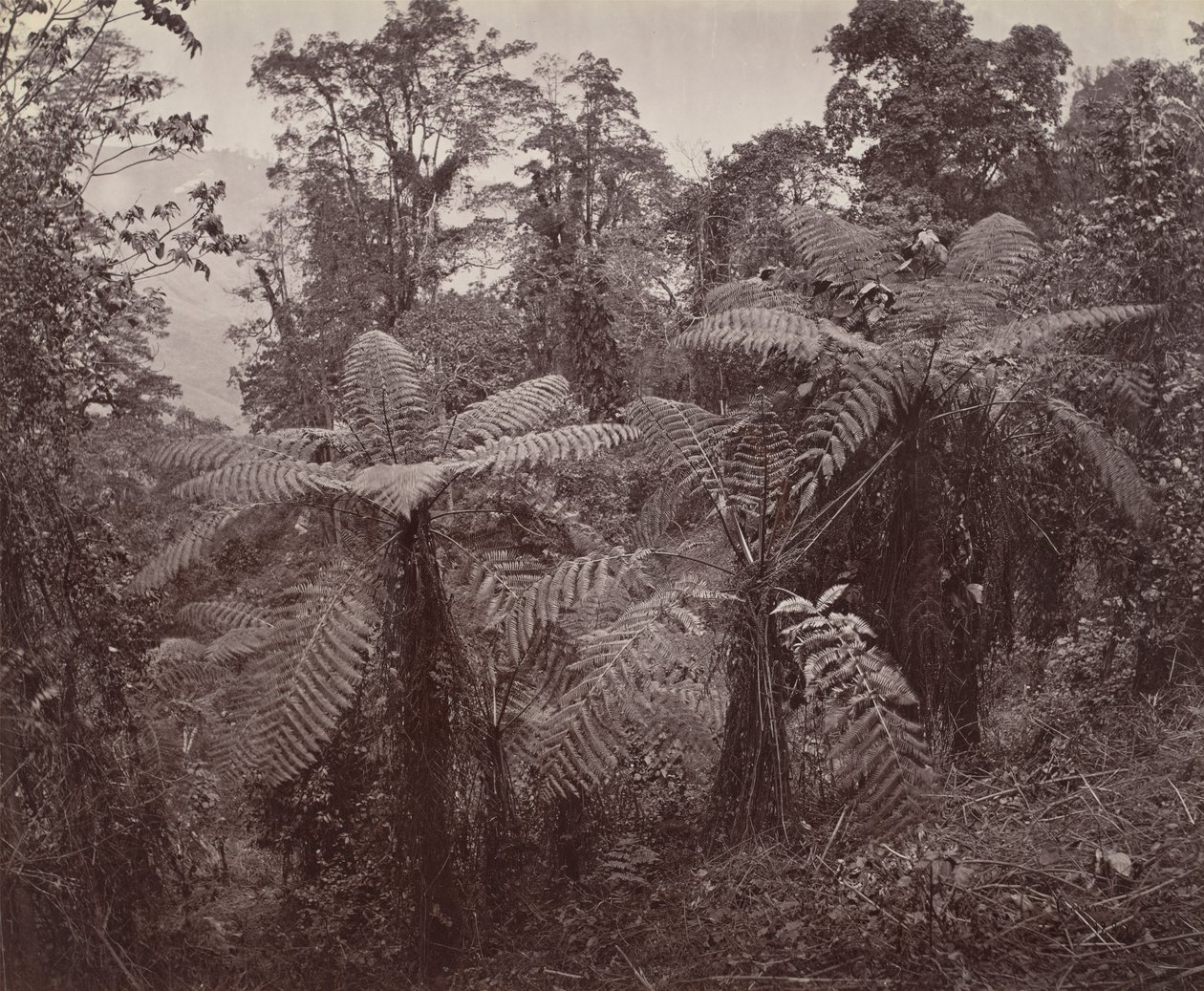 Darjeeling, groupe de fougères arborescentes à Lebong - Samuel Bourne