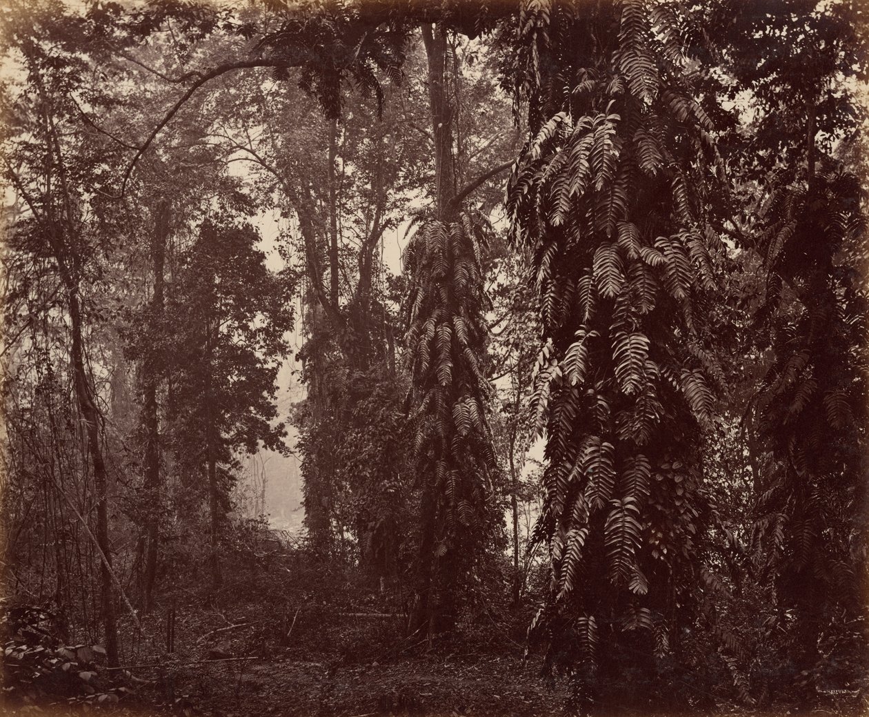 Darjeeling, Inde - Samuel Bourne