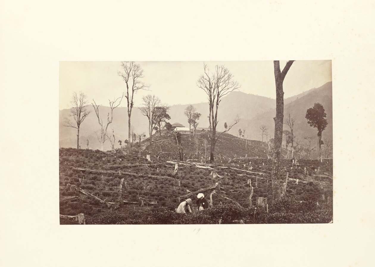 Darjeeling; Vue de la plantation de thé Selim, montrant la fabrique supérieure et le bungalow - Samuel Bourne