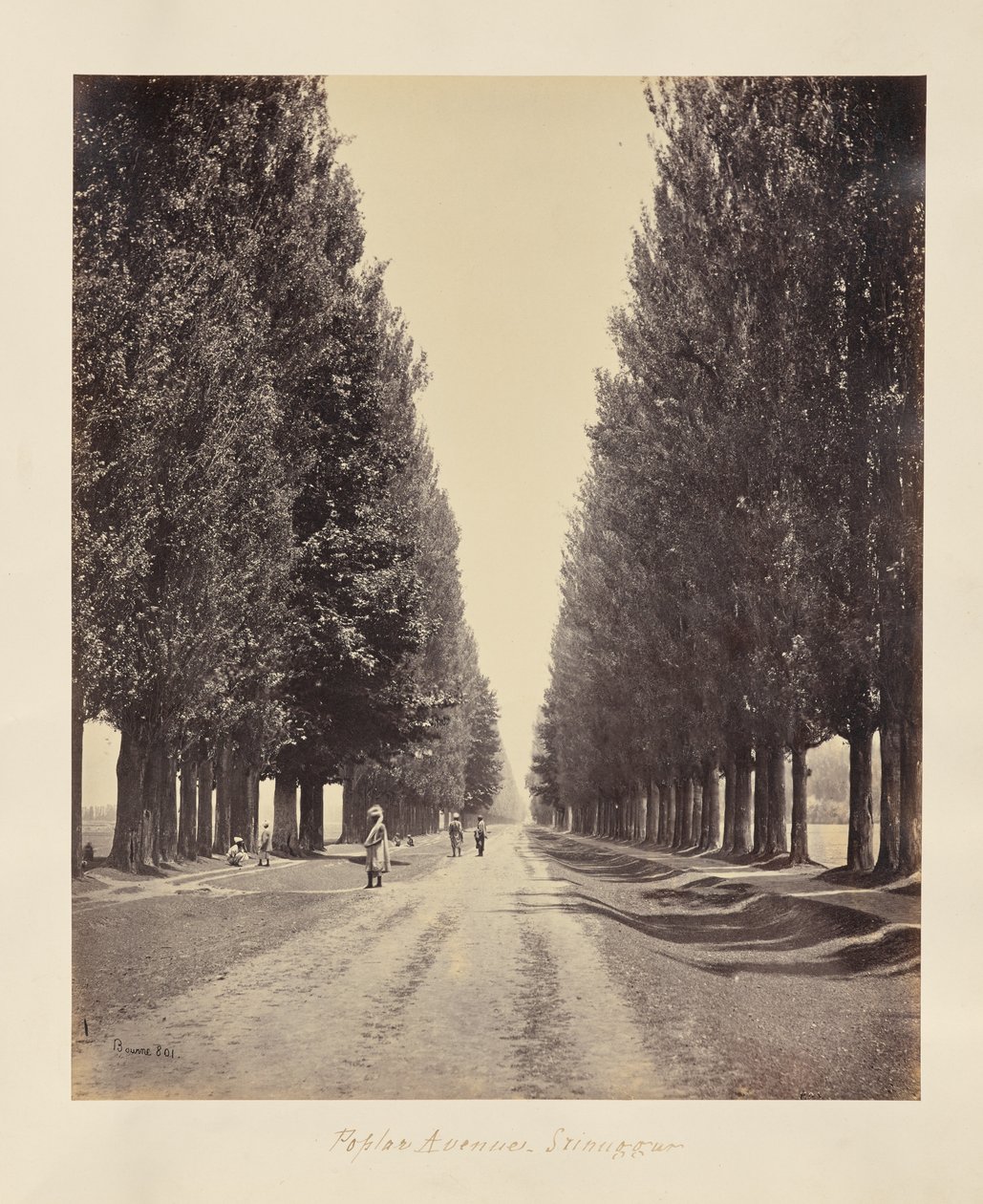 Srinagar; avenue des peupliers, vue depuis l
