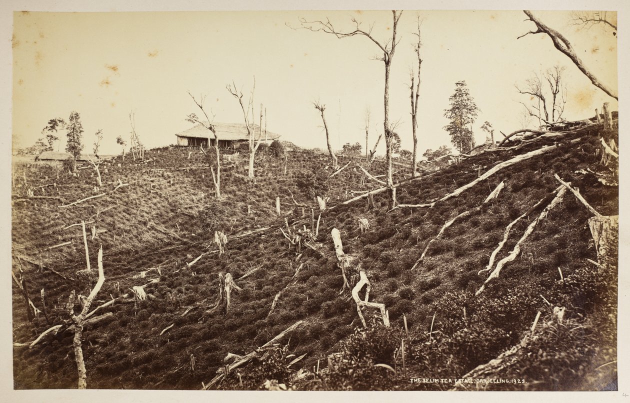 Le domaine de thé Selim, Darjeeling, de 