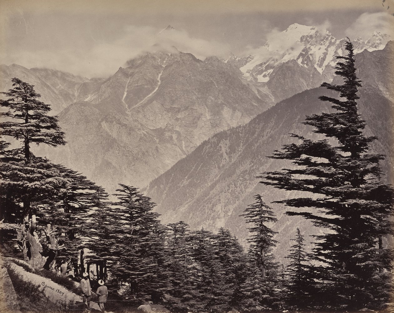 Le Haut-Himalaya. Vue près des montagnes de Chine. Cèdres de l