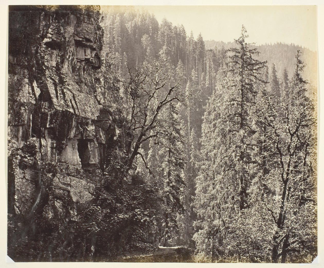 Sans titre [falaises et arbres], vers 1865 - Samuel Bourne