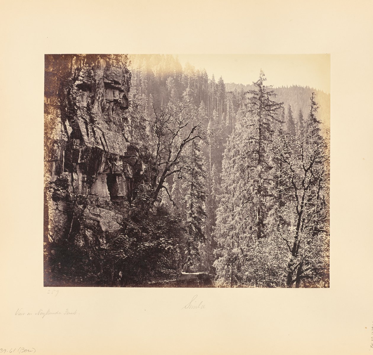 Vue dans la forêt de Narkunda - Samuel Bourne
