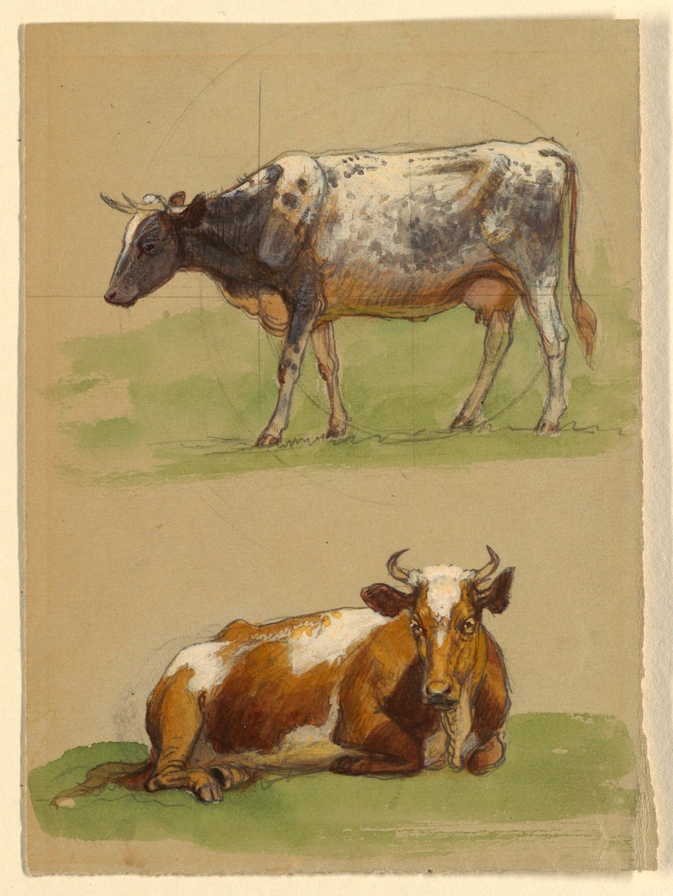Dessin, Bovins, une vache marchant et une vache accroupie, 1875-80 - Samuel Colman